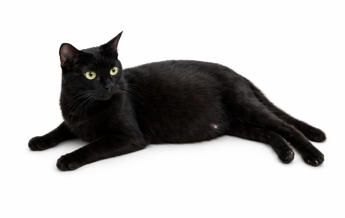 Milloin kissan tiineys näkyy