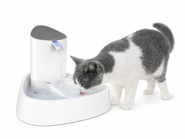 Paras vesiautomaatti kissalle